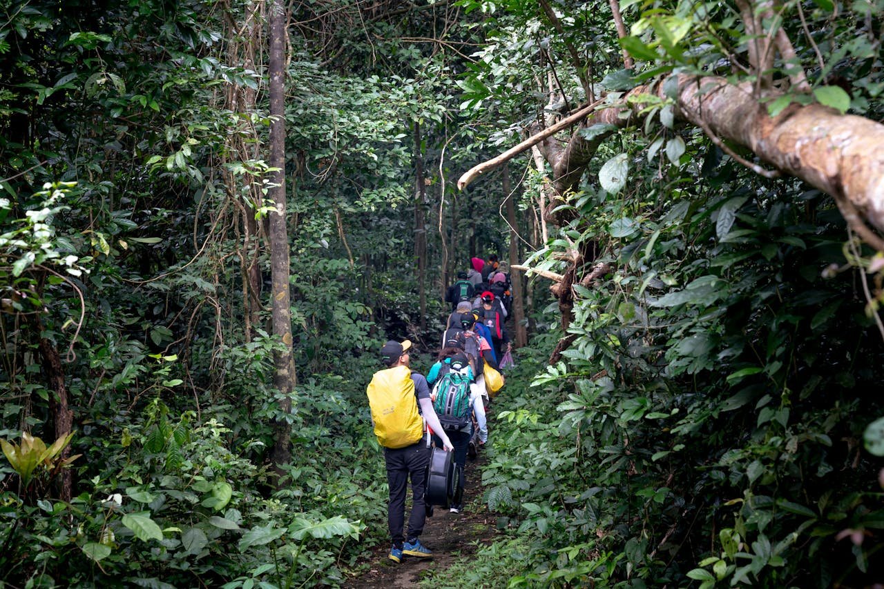 Mastering the First Impression: Your intriguing post title goes here High angle back view of faceless hikers with backpacks walking on pathway in lush rainforest